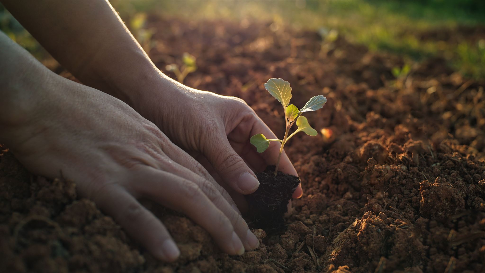 Close-up-of-person-planting